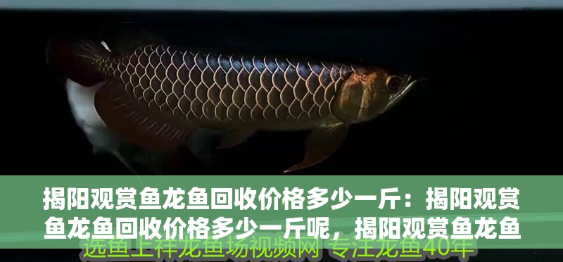 揭陽觀賞魚龍魚回收價格多少一斤：揭陽觀賞魚龍魚回收價格多少一斤呢，揭陽觀賞魚龍魚回收價格探秘，一斤究竟值