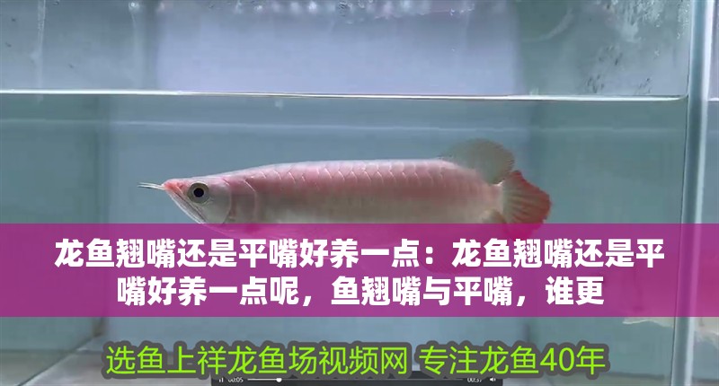 龍魚翹嘴還是平嘴好養(yǎng)一點(diǎn)：龍魚翹嘴還是平嘴好養(yǎng)一點(diǎn)呢，魚翹嘴與平嘴，誰更
