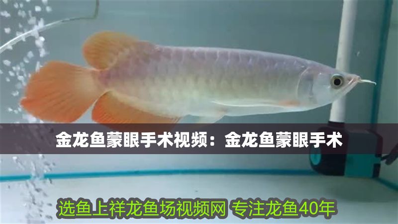 金龍魚蒙眼手術視頻：金龍魚蒙眼手術