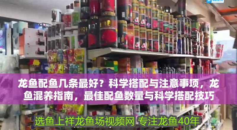 龍魚配魚幾條最好？科學(xué)搭配與注意事項(xiàng)，龍魚混養(yǎng)指南，最佳配魚數(shù)量與科學(xué)搭配技巧