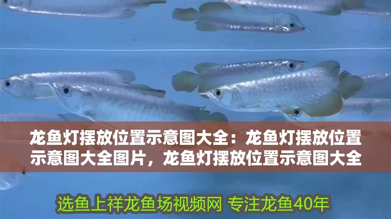 龍魚燈擺放位置示意圖大全：龍魚燈擺放位置示意圖大全圖片，龍魚燈擺放位置示意圖大全，圖片詳解與布置指南