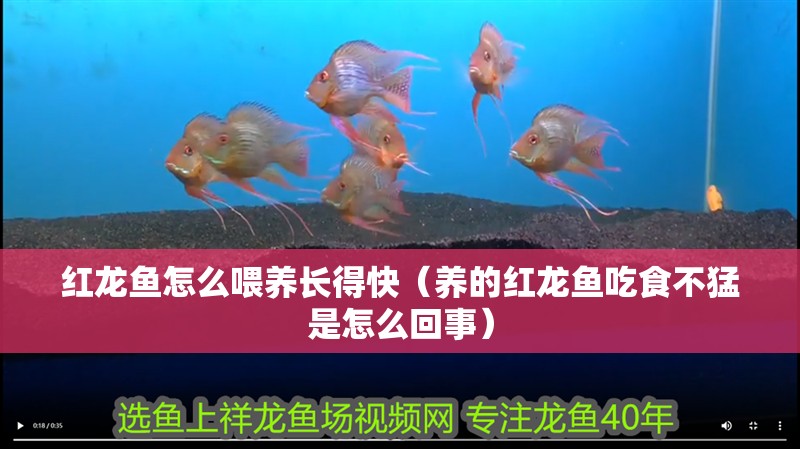 紅龍魚怎么喂養長得快（養的紅龍魚吃食不猛是怎么回事）
