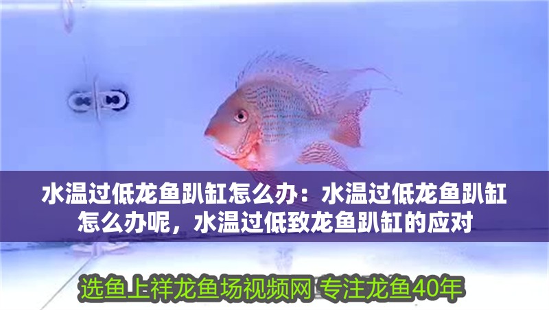 水溫過低龍魚趴缸怎么辦：水溫過低龍魚趴缸怎么辦呢，水溫過低致龍魚趴缸的應(yīng)對