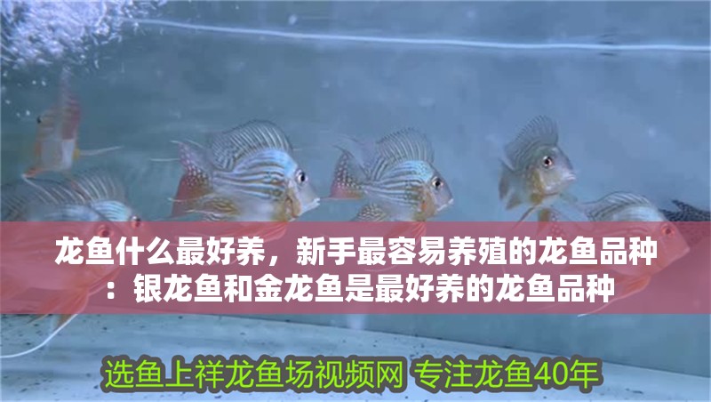 龍魚什么最好養，新手最容易養殖的龍魚品種：銀龍魚和金龍魚是最好養的龍魚品種