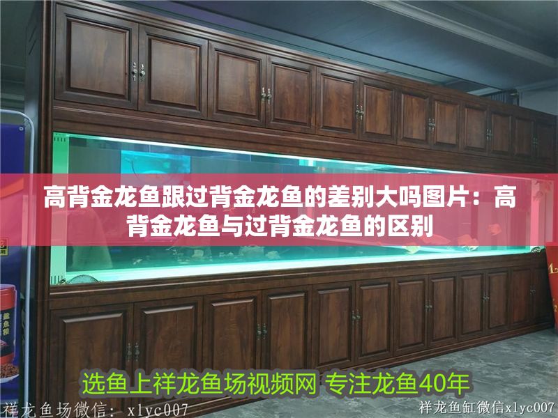 高背金龍魚跟過背金龍魚的差別大嗎圖片：高背金龍魚與過背金龍魚的區別