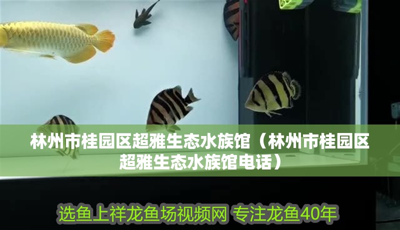 林州市桂園區超雅生態水族館（林州市桂園區超雅生態水族館電話）