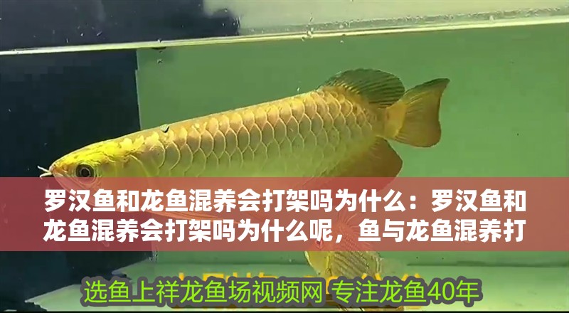 羅漢魚和龍魚混養會打架嗎為什么：羅漢魚和龍魚混養會打架嗎為什么呢，魚與龍魚混養打架原因及
