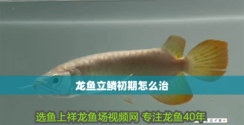 龍魚立鱗初期怎么治