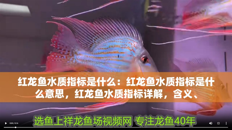 紅龍魚(yú)水質(zhì)指標(biāo)是什么:紅龍魚(yú)水質(zhì)指標(biāo)是什么意思,紅龍魚(yú)水質(zhì)指標(biāo)詳解,含義、 水族問(wèn)答 紅龍魚(yú)水質(zhì)指標(biāo)是什么:紅龍魚(yú)水質(zhì)指標(biāo)是什么意思,紅龍魚(yú)水質(zhì)指標(biāo)詳解,含義、 紅龍魚(yú)水質(zhì)指標(biāo)是什么:紅龍魚(yú)水質(zhì)指標(biāo)是什么意思,紅龍魚(yú)水質(zhì)指標(biāo)詳解,含義、 水族問(wèn)答