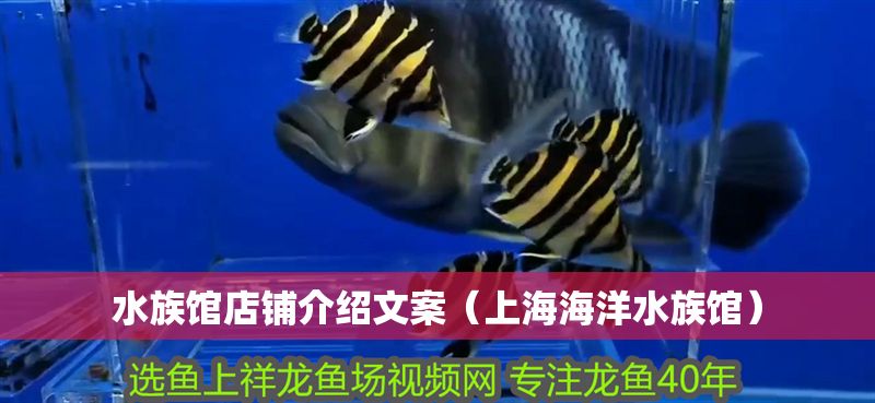 水族館店鋪介紹文案（上海海洋水族館）