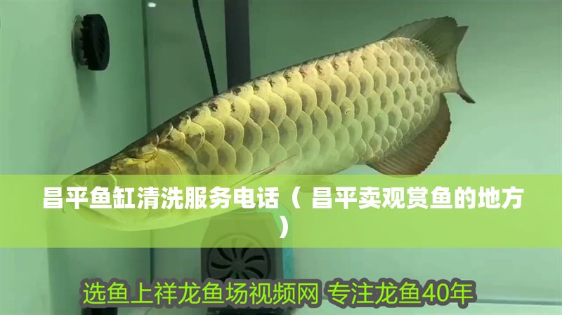 昌平魚缸清洗服務電話（ 昌平賣觀賞魚的地方）