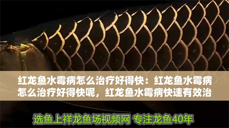 紅龍魚水霉病怎么治療好得快：紅龍魚水霉病怎么治療好得快呢，紅龍魚水霉病快速有效治療方法