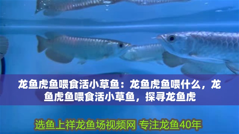 龍魚虎魚喂食活小草魚：龍魚虎魚喂什么，龍魚虎魚喂食活小草魚，探尋龍魚虎