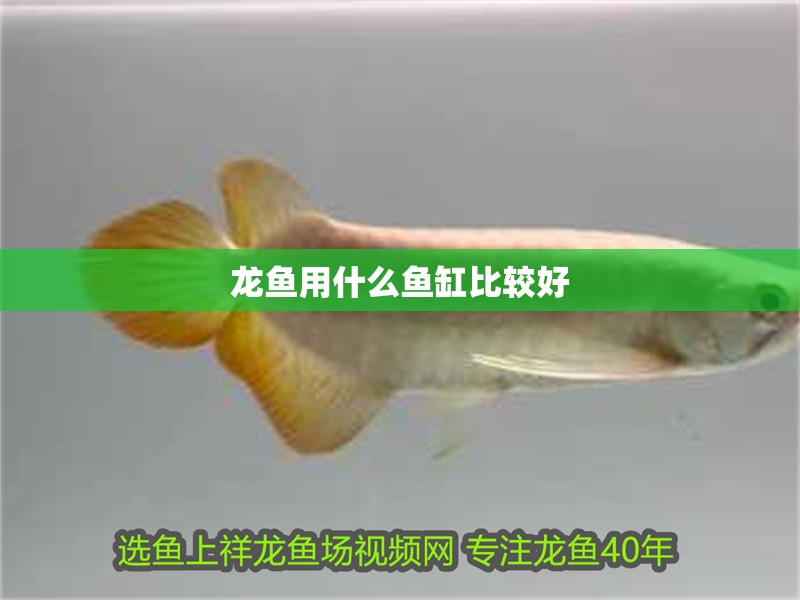 龍魚用什么魚缸比較好