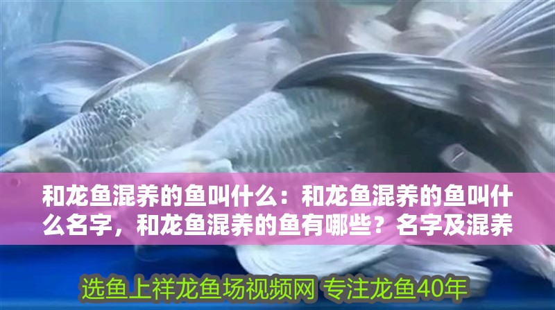 和龍魚混養的魚叫什么：和龍魚混養的魚叫什么名字，和龍魚混養的魚有哪些？名字及混養要點