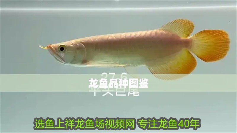 龍魚品種圖鑒