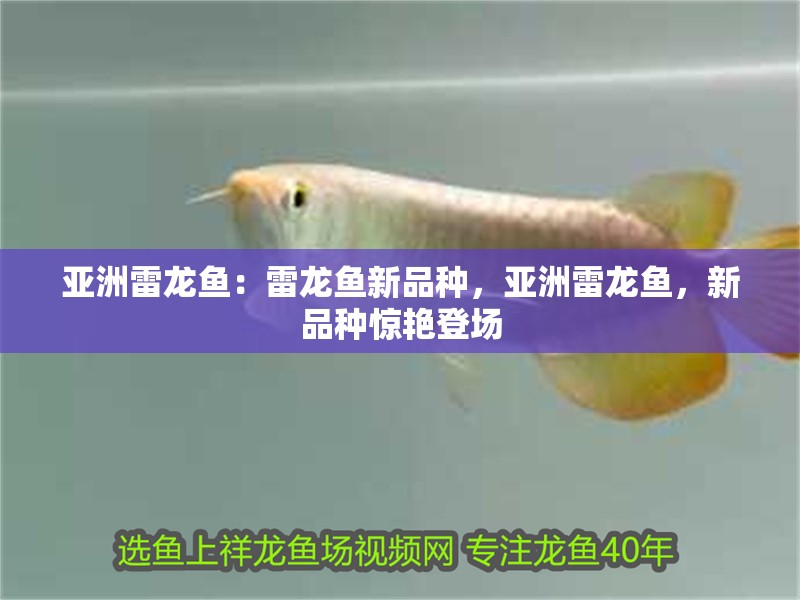 亞洲雷龍魚：雷龍魚新品種，亞洲雷龍魚，新品種驚艷登場