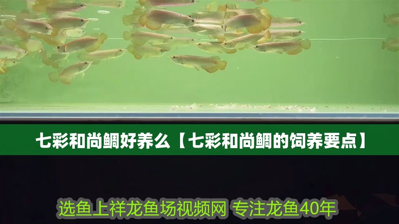 七彩和尚鯛好養(yǎng)么【七彩和尚鯛的飼養(yǎng)要點(diǎn)】