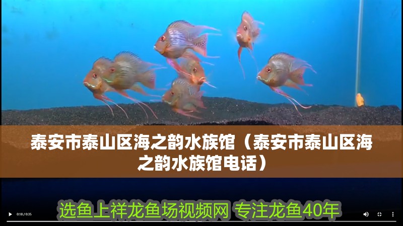 泰安市泰山區海之韻水族館（泰安市泰山區海之韻水族館電話）
