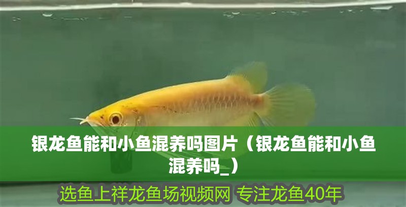 銀龍魚能和小魚混養嗎圖片（銀龍魚能和小魚混養嗎_）