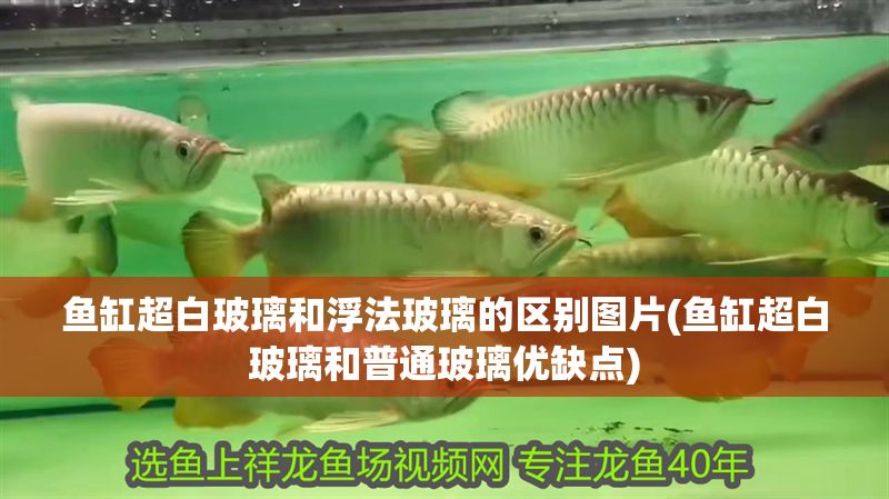 魚缸超白玻璃和浮法玻璃的區別圖片(魚缸超白玻璃和普通玻璃優缺點)