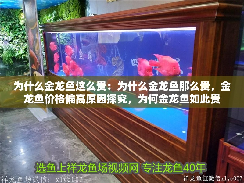 為什么金龍魚這么貴：為什么金龍魚那么貴，金龍魚價格偏高原因探究，為何金龍魚如此貴