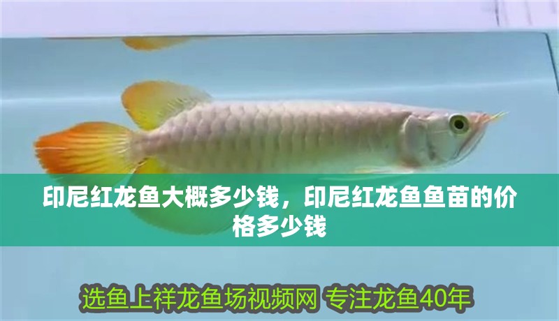 印尼紅龍魚大概多少錢，印尼紅龍魚魚苗的價格多少錢