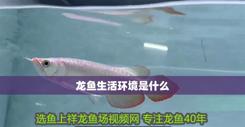 龍魚生活環境是什么