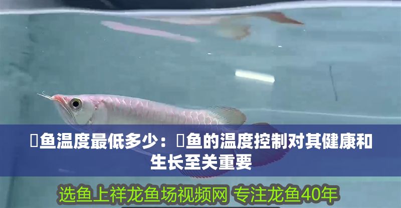 魟魚溫度最低多少：魟魚的溫度控制對其健康和生長至關(guān)重要