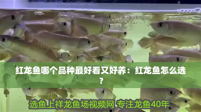 紅龍魚哪個品種最好看又好養：紅龍魚怎么選？