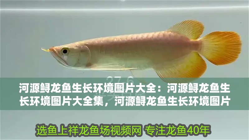 河源鱘龍魚生長環(huán)境圖片大全：河源鱘龍魚生長環(huán)境圖片大全集，河源鱘龍魚生長環(huán)境圖片大