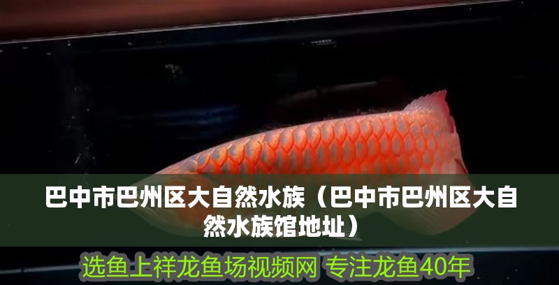 巴中市巴州區大自然水族（巴中市巴州區大自然水族館地址）