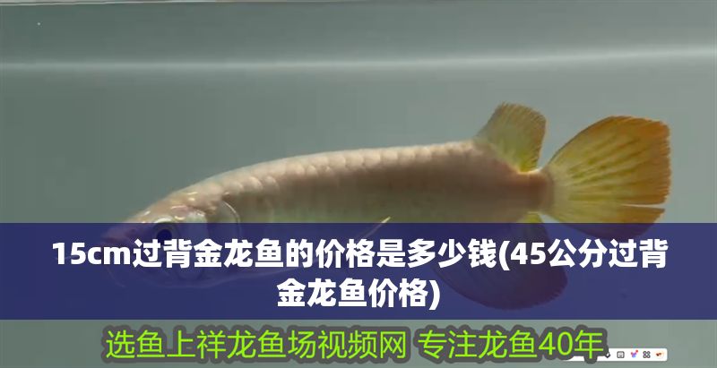 15cm過背金龍魚的價格是多少錢(45公分過背金龍魚價格)