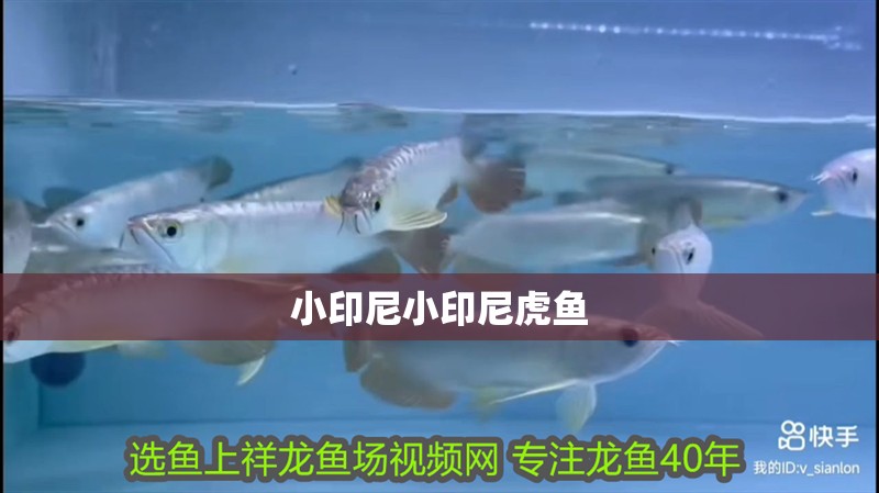 小印尼小印尼虎魚