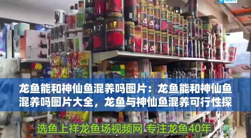 龍魚能和神仙魚混養(yǎng)嗎圖片：龍魚能和神仙魚混養(yǎng)嗎圖片大全，龍魚與神仙魚混養(yǎng)可行性探究及圖片展示大全