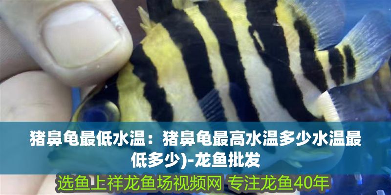 豬鼻龜最低水溫：豬鼻龜最高水溫多少水溫最低多少)-龍魚(yú)批發(fā)