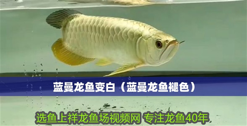 藍曼龍魚變白（藍曼龍魚褪色）