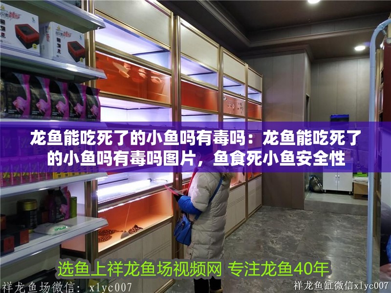龍魚能吃死了的小魚嗎有毒嗎：龍魚能吃死了的小魚嗎有毒嗎圖片，魚食死小魚安全性