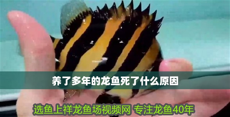 養(yǎng)了多年的龍魚死了什么原因