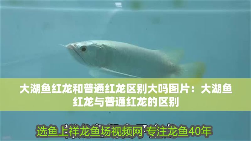 大湖魚(yú)紅龍和普通紅龍區(qū)別大嗎圖片:大湖魚(yú)紅龍與普通紅龍的區(qū)別 大湖紅龍魚(yú)百科 第2張 大湖魚(yú)紅龍和普通紅龍區(qū)別大嗎圖片:大湖魚(yú)紅龍與普通紅龍的區(qū)別 大湖魚(yú)紅龍和普通紅龍區(qū)別大嗎圖片:大湖魚(yú)紅龍與普通紅龍的區(qū)別 大湖紅龍魚(yú)百科 第2張