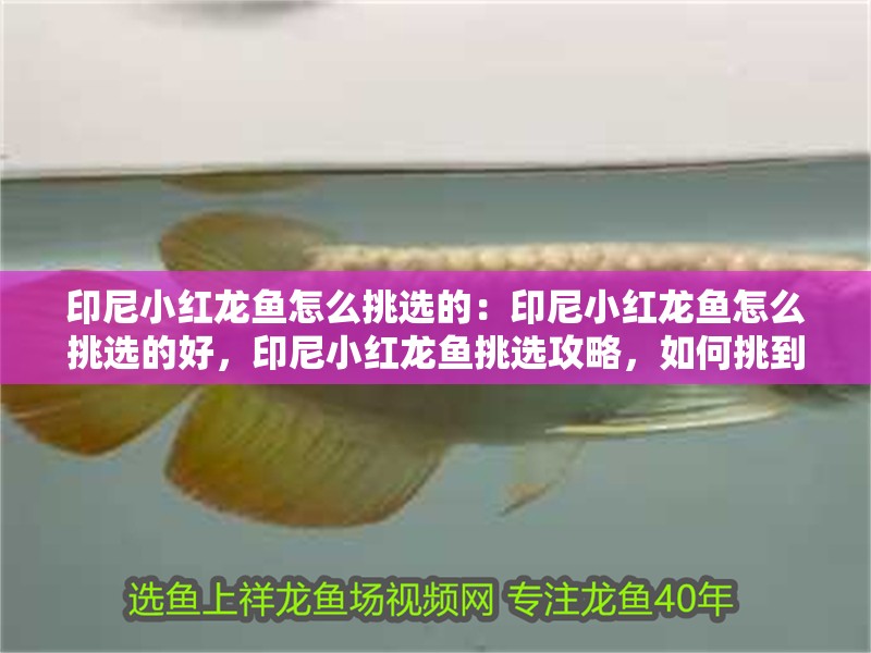 印尼小紅龍魚怎么挑選的：印尼小紅龍魚怎么挑選的好，印尼小紅龍魚挑選攻略，如何挑到優(yōu)質(zhì)好魚
