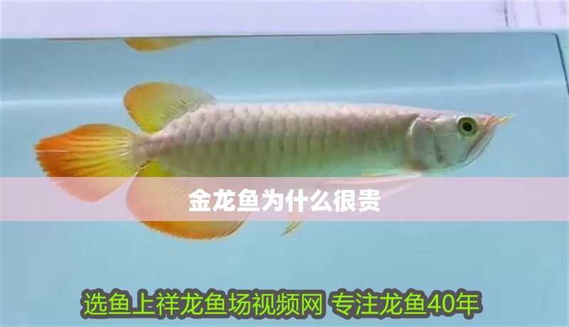 金龍魚為什么很貴