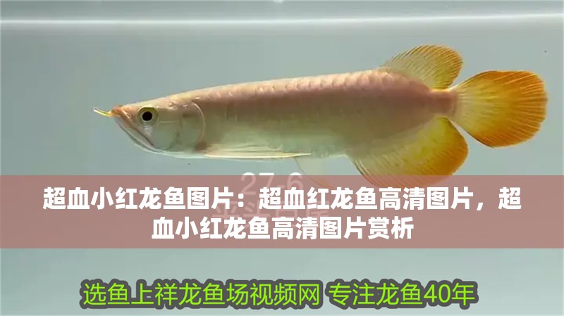 超血小紅龍魚(yú)圖片：超血紅龍魚(yú)高清圖片，超血小紅龍魚(yú)高清圖片賞析