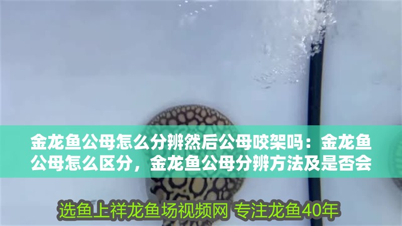 金龍魚公母怎么分辨然后公母咬架嗎：金龍魚公母怎么區分，金龍魚公母分辨方法及是否會發生咬架情況探究