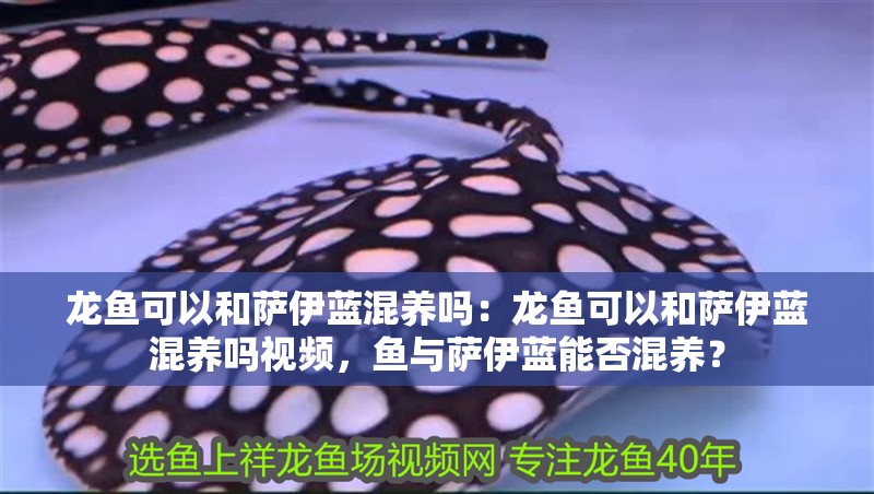 龍魚可以和薩伊藍混養嗎：龍魚可以和薩伊藍混養嗎視頻，魚與薩伊藍能否混養？
