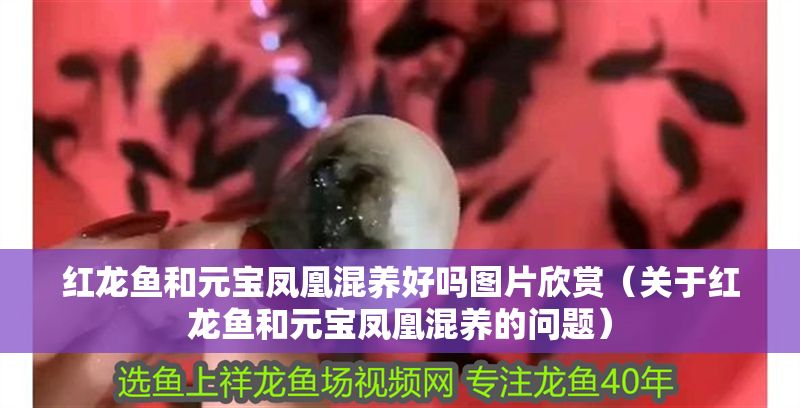 紅龍魚和元寶鳳凰混養(yǎng)好嗎圖片欣賞（關(guān)于紅龍魚和元寶鳳凰混養(yǎng)的問題）