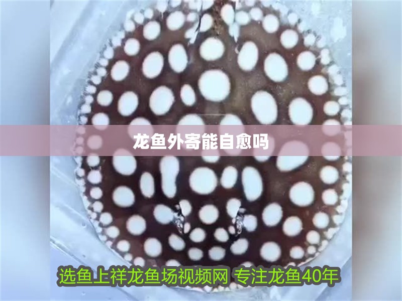 龍魚外寄能自愈嗎