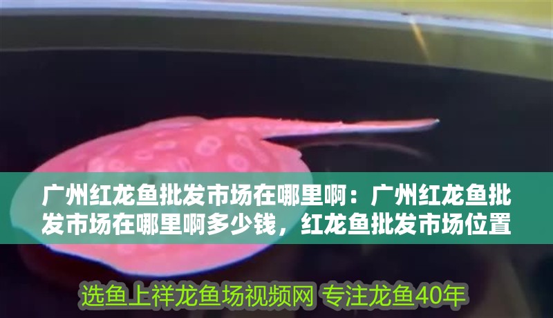 廣州紅龍魚批發市場在哪里啊：廣州紅龍魚批發市場在哪里啊多少錢，紅龍魚批發市場位置