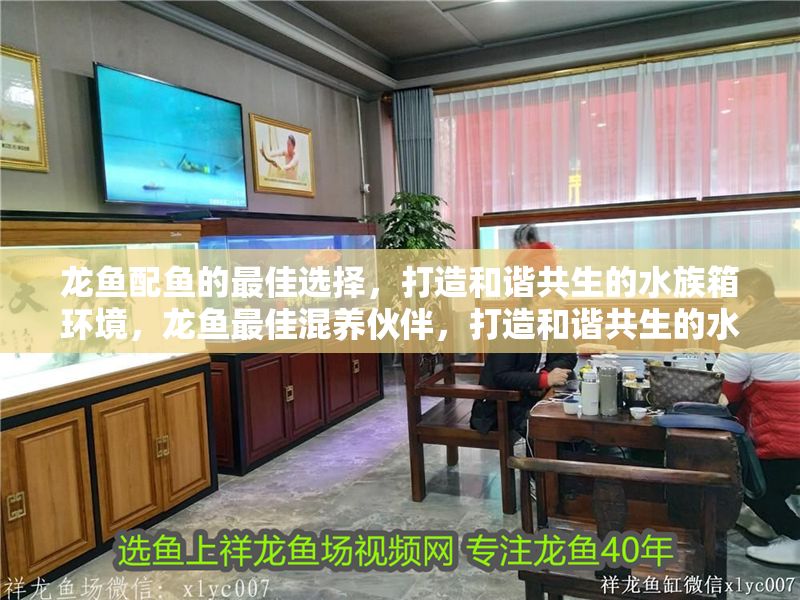 龍魚配魚的最佳選擇，打造和諧共生的水族箱環境，龍魚最佳混養伙伴，打造和諧共生的水族箱環境