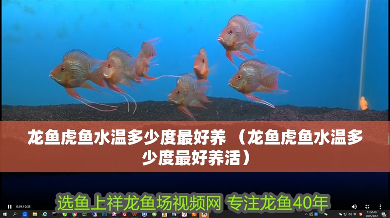 魚缸用增氧泵價格是多少:魚缸增氧機-xtrac增氧機-xtrac增氧機 龍魚虎魚水溫多少度最好養 (龍魚虎魚水溫多少度最好養活) 虎魚百科 龍魚虎魚水溫多少度最好養 (龍魚虎魚水溫多少度最好養活) 龍魚虎魚水溫多少度最好養 (龍魚虎魚水溫多少度最好養活) 虎魚百科